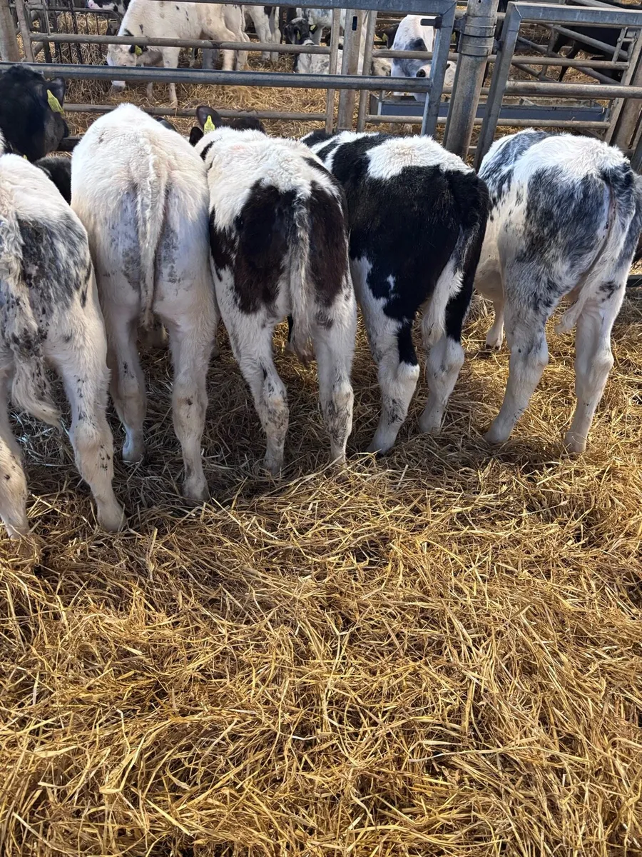 BB heifers - Image 1