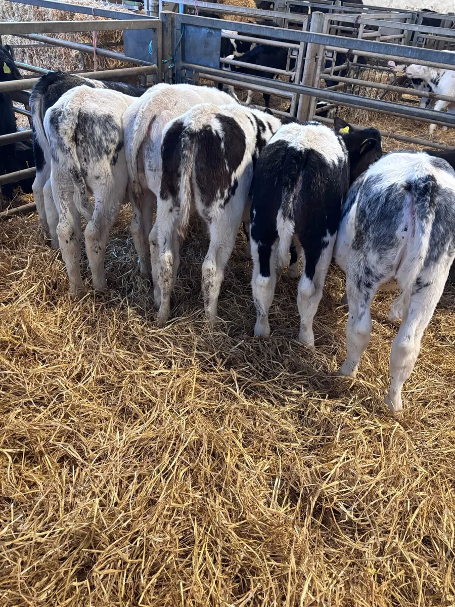 BB heifers - Image 2