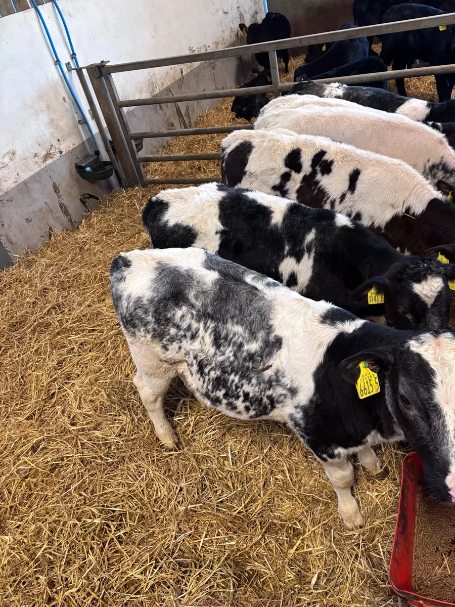 BB heifers - Image 4