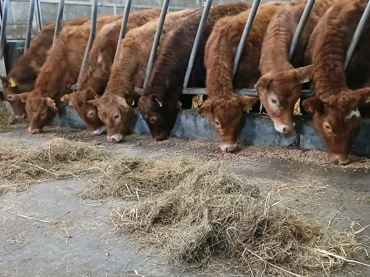 8 smashing U and R Grade  LMX Heifer's for sale - Image 3