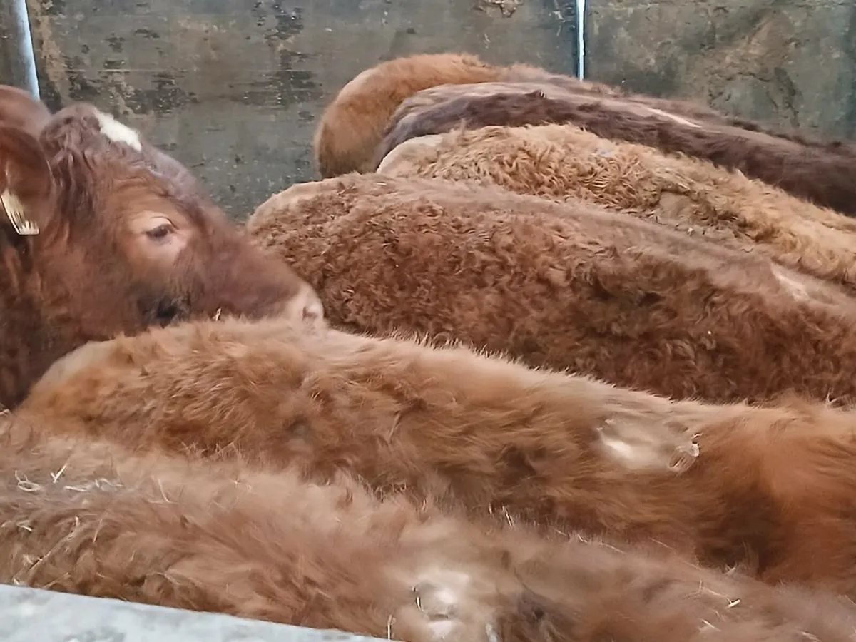 8 smashing U and R Grade  LMX Heifer's for sale - Image 2