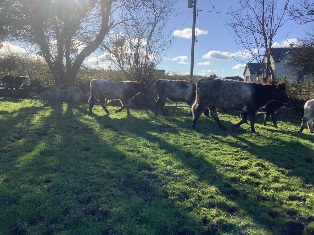 Shorthorn bulls - Image 4