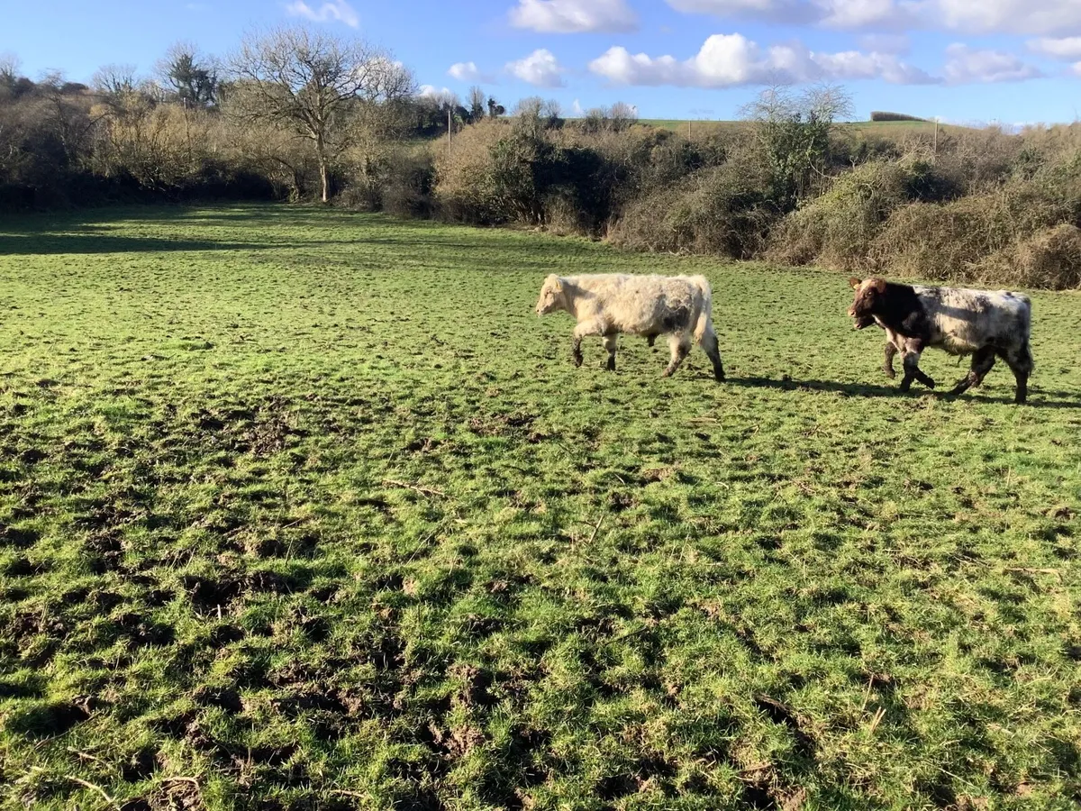 Shorthorn bulls - Image 1