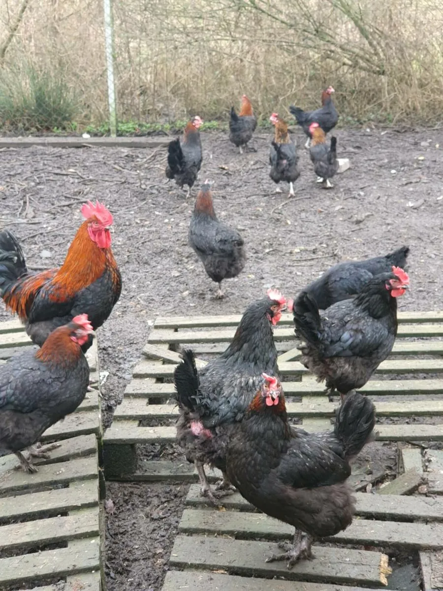 Hens/pullets available every day in kildare - Image 1