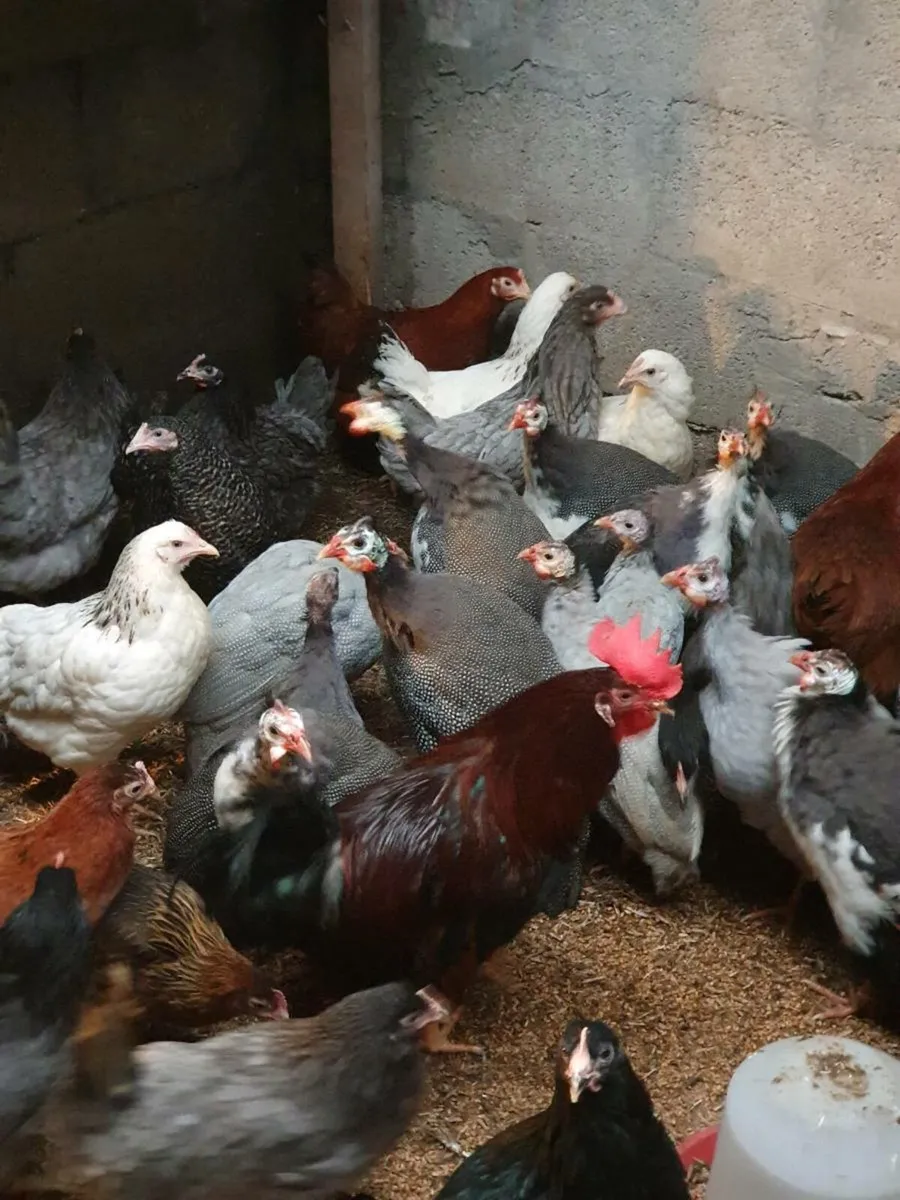 Hens available every day in kildare - Image 2