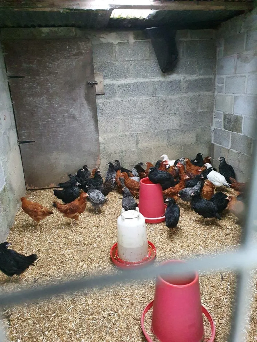 Hens/pullets available every day in kildare - Image 1
