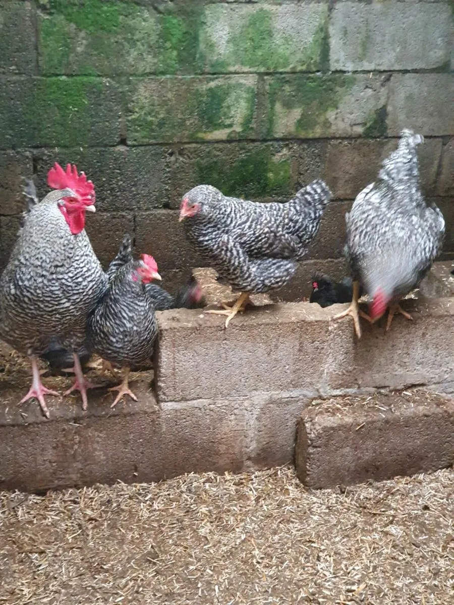 Hens/pullets available every day in kildare - Image 4