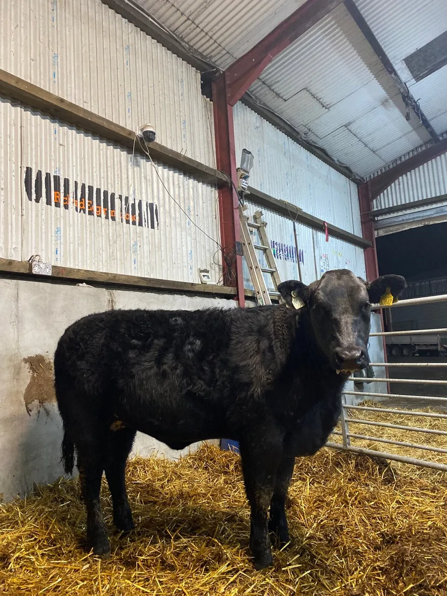 Quality wealing heifers - Image 2