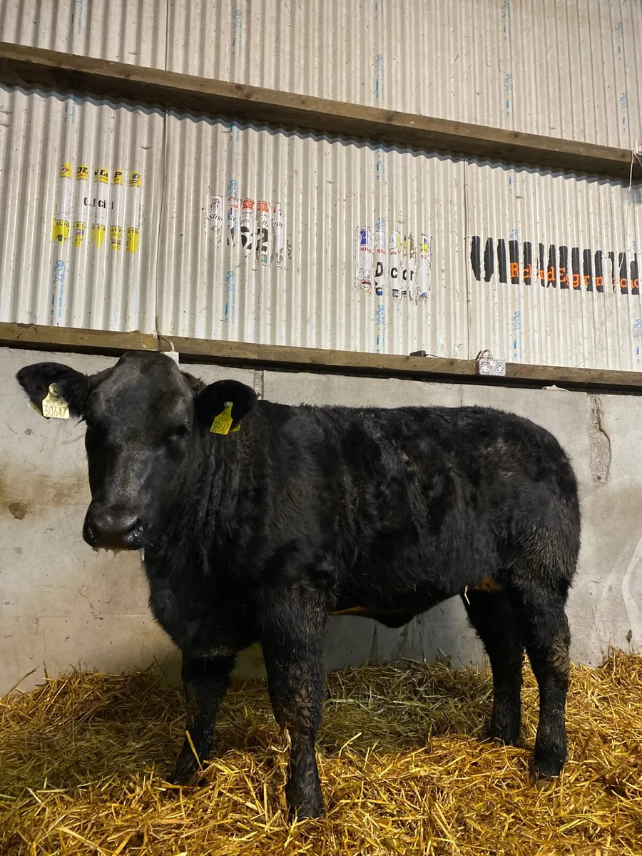 Quality wealing heifers - Image 1