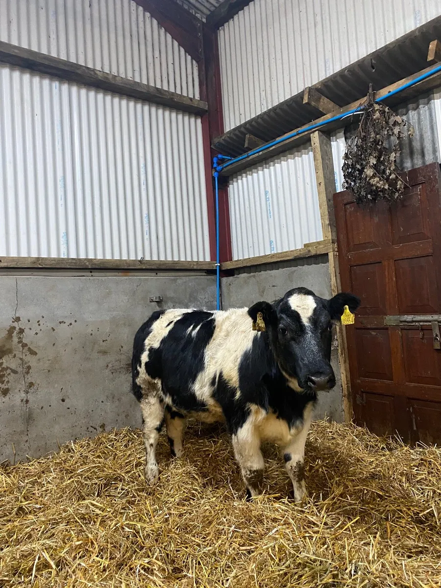 Quality wealing heifers - Image 4