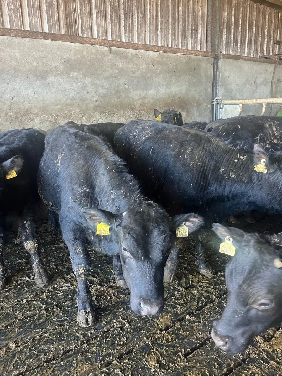 Angus Yearlings - Image 1