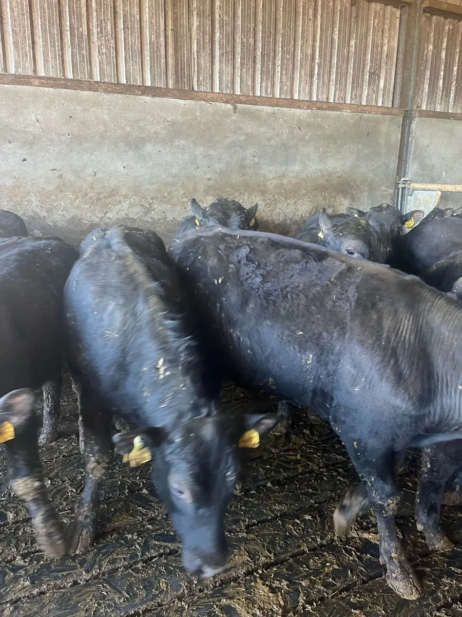 Angus Yearlings - Image 2