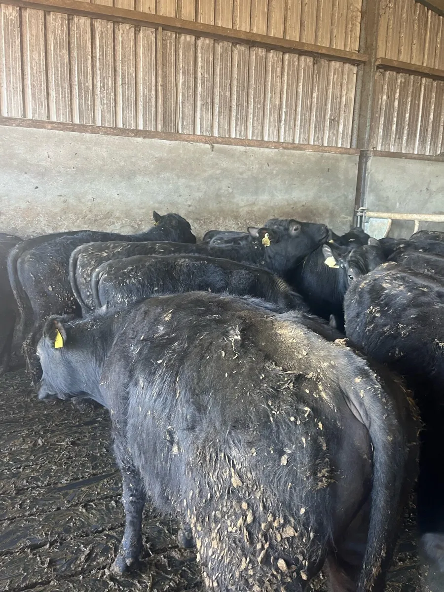 Angus Yearlings - Image 4