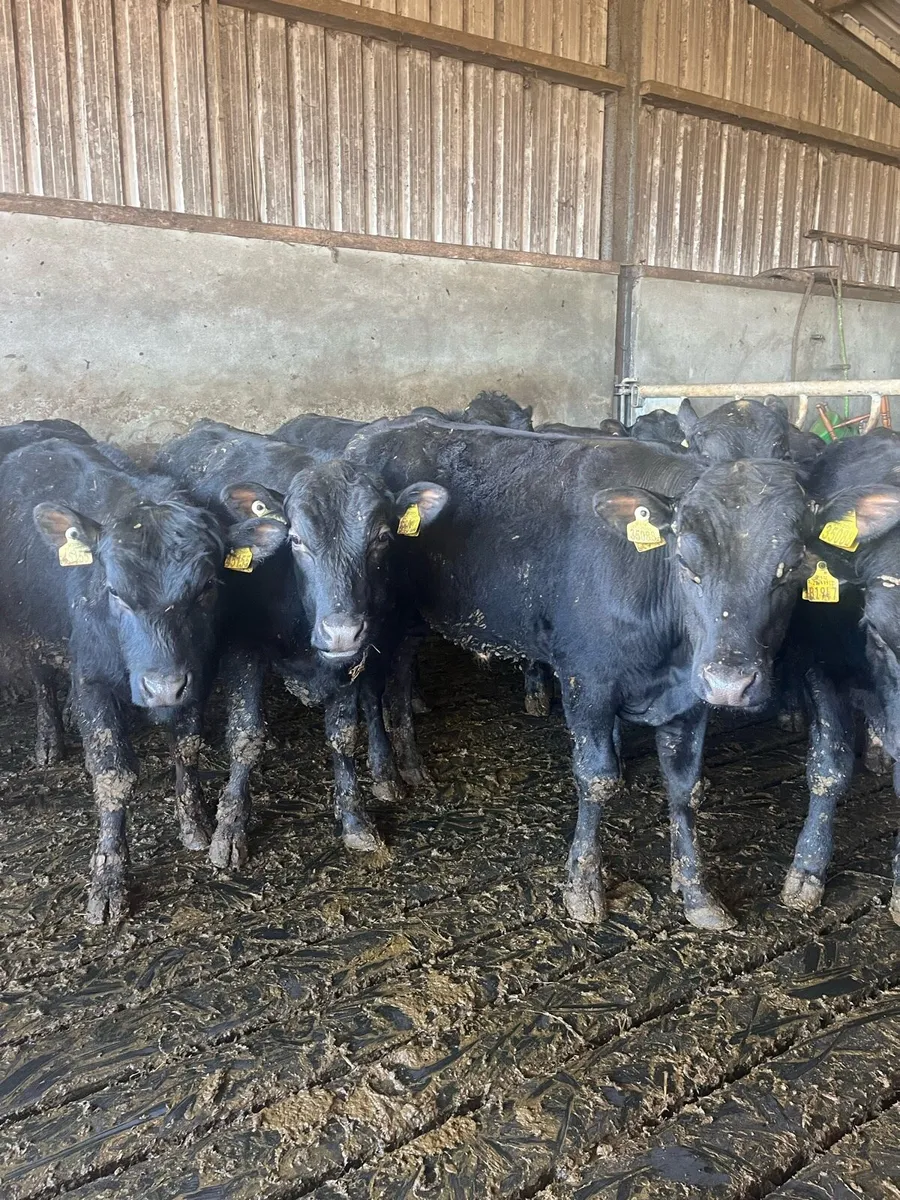 Angus Yearlings - Image 3