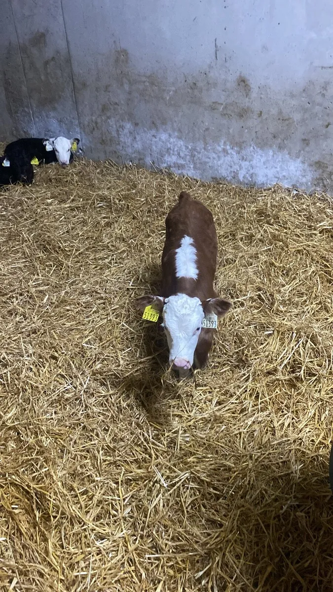 AA HE and FR Calf’s for sale - Image 2