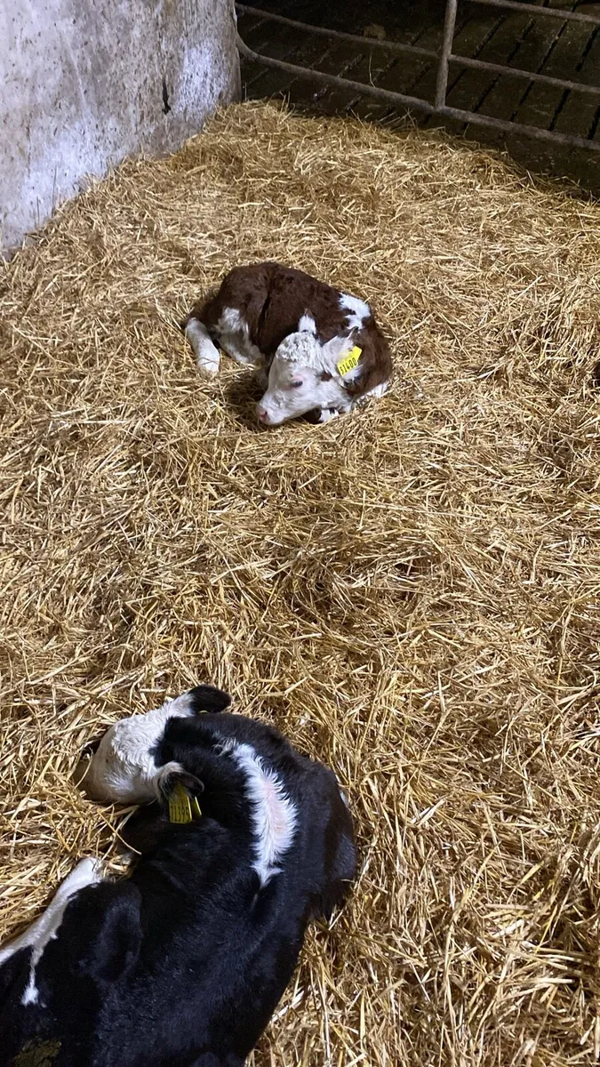 AA HE and FR Calf’s for sale - Image 3