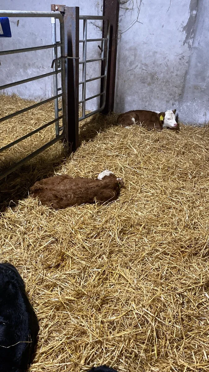 AA HE and FR Calf’s for sale - Image 4