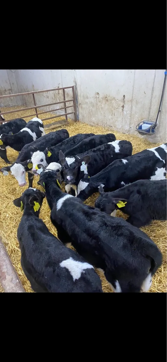 AA HE and FR Calf’s for sale - Image 1
