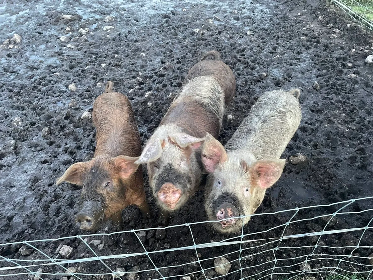 Pigs - Image 1