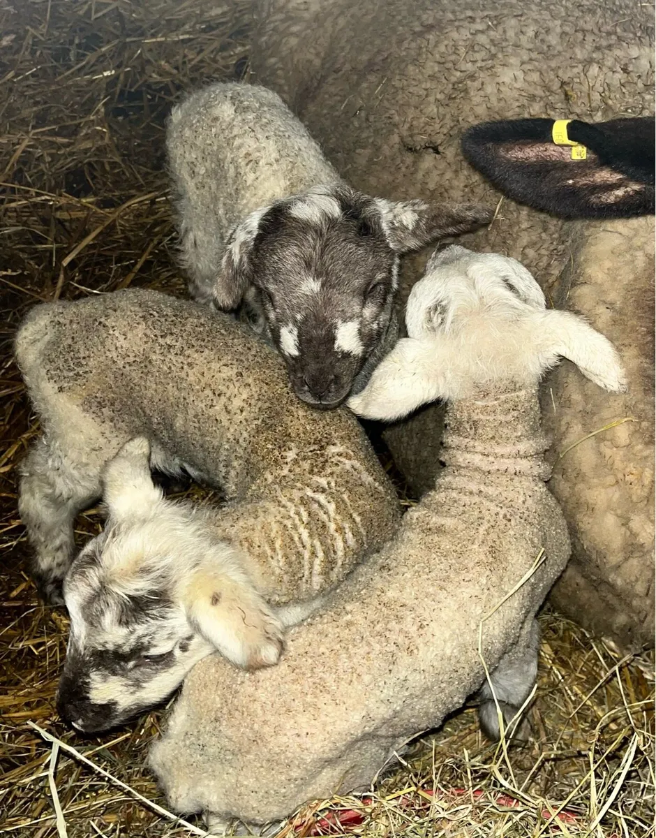 Pet lambs - Image 1