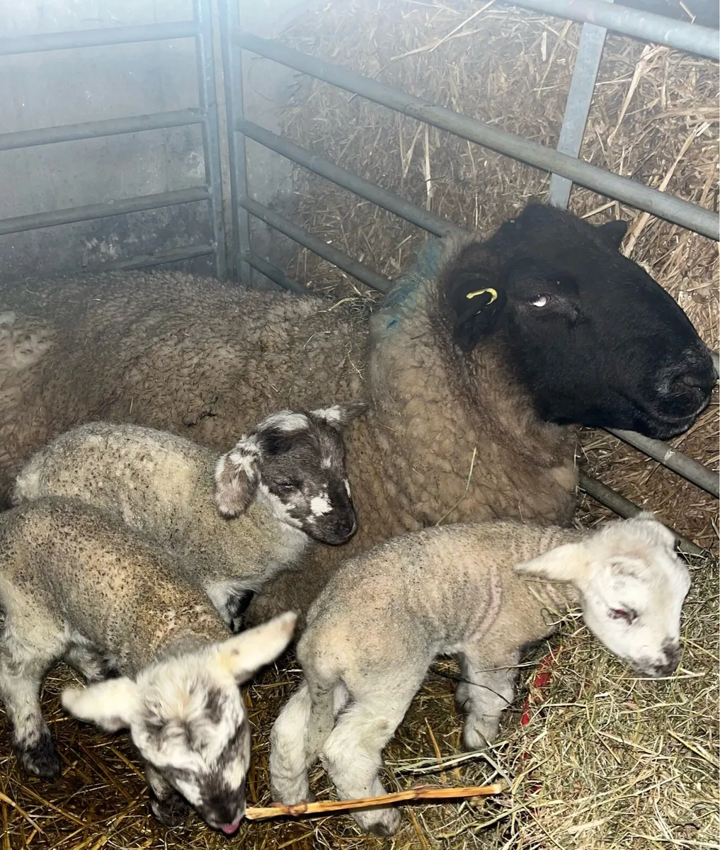 Pet lambs - Image 2