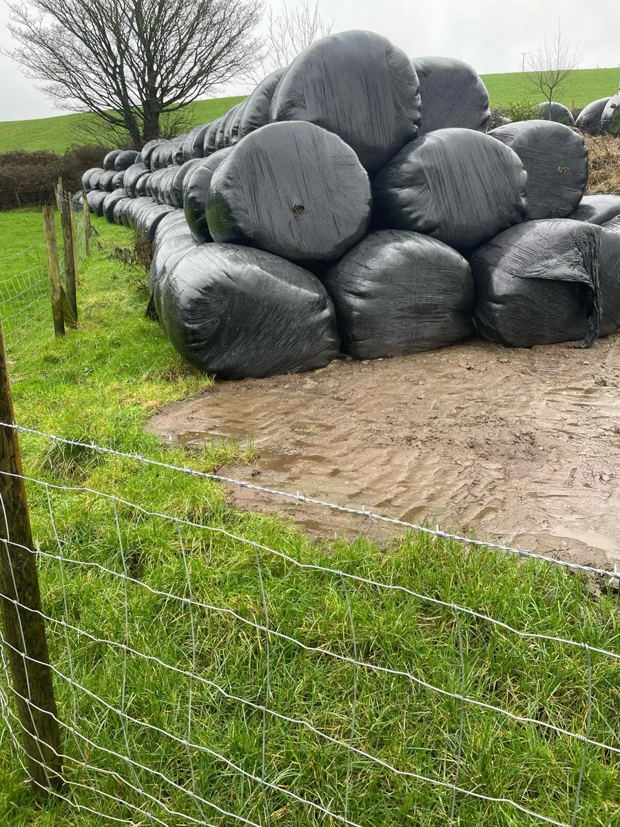 Silage bales for sale - Image 1