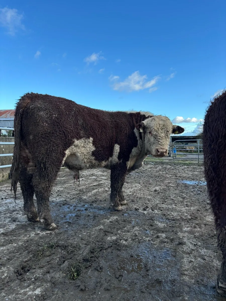 Hereford bulls - Image 2