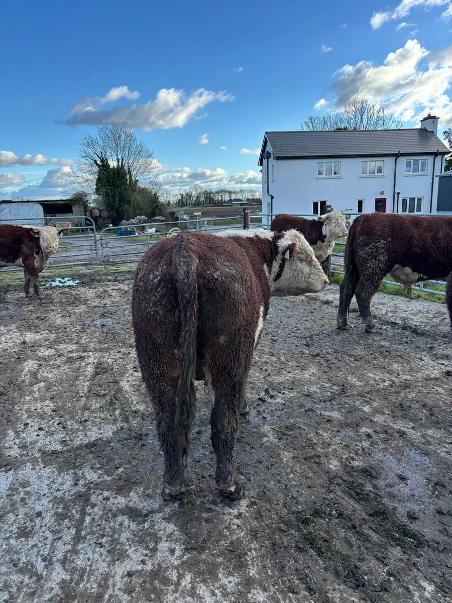 Hereford bulls - Image 3