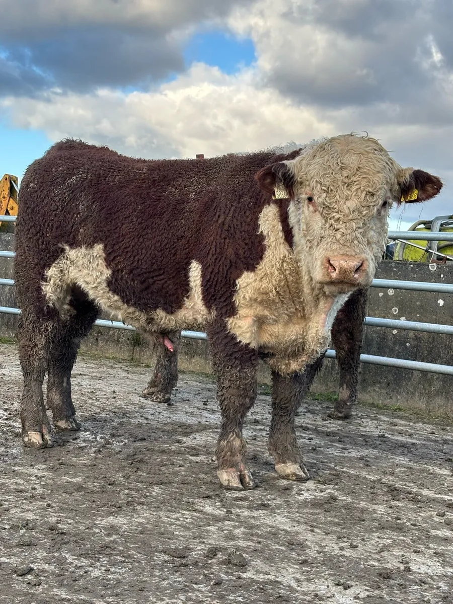 Hereford bulls - Image 1