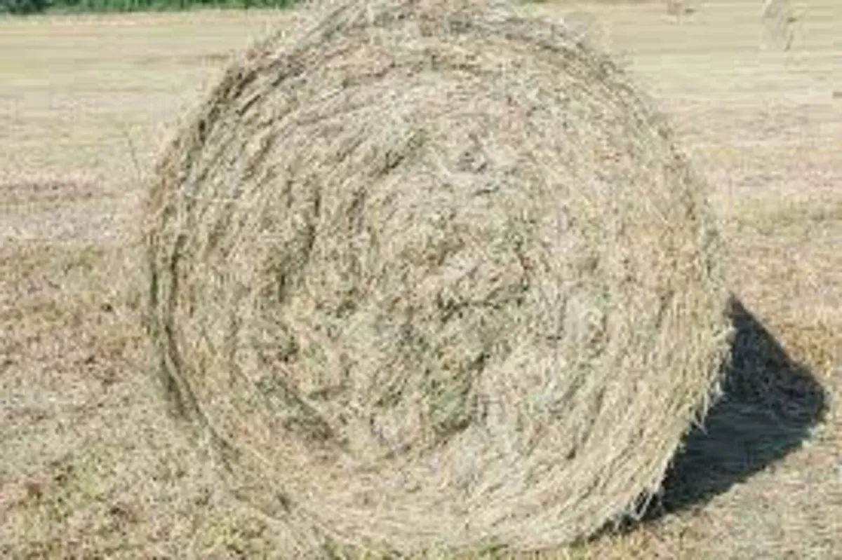 Organic Hay and Silage