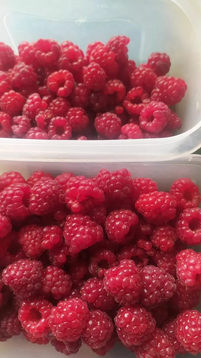 Plant raspberry - Image 3