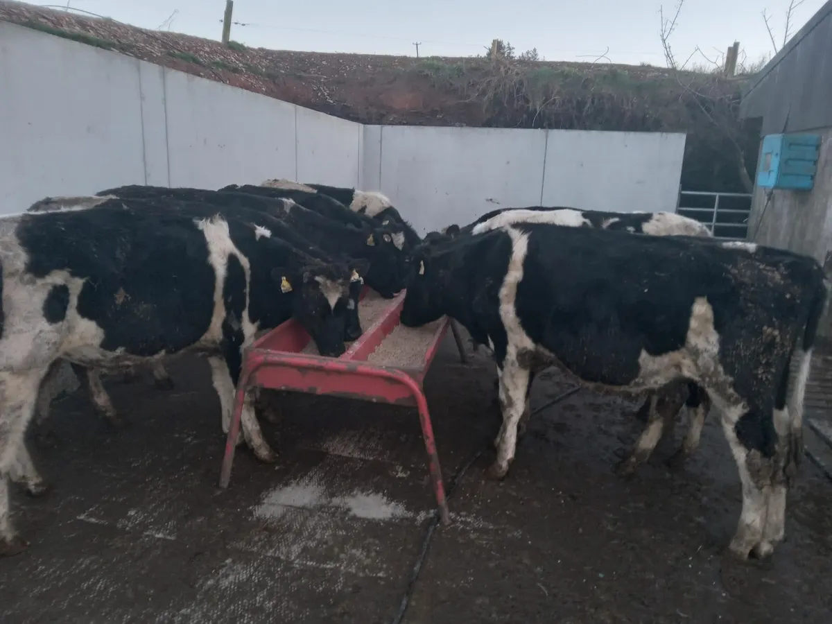 10 friesian - Image 1