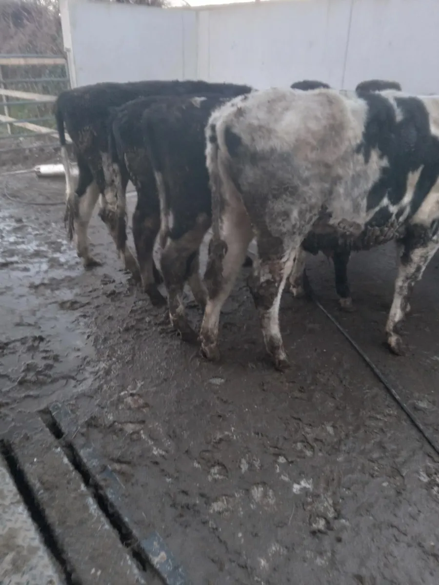 10 friesian - Image 2