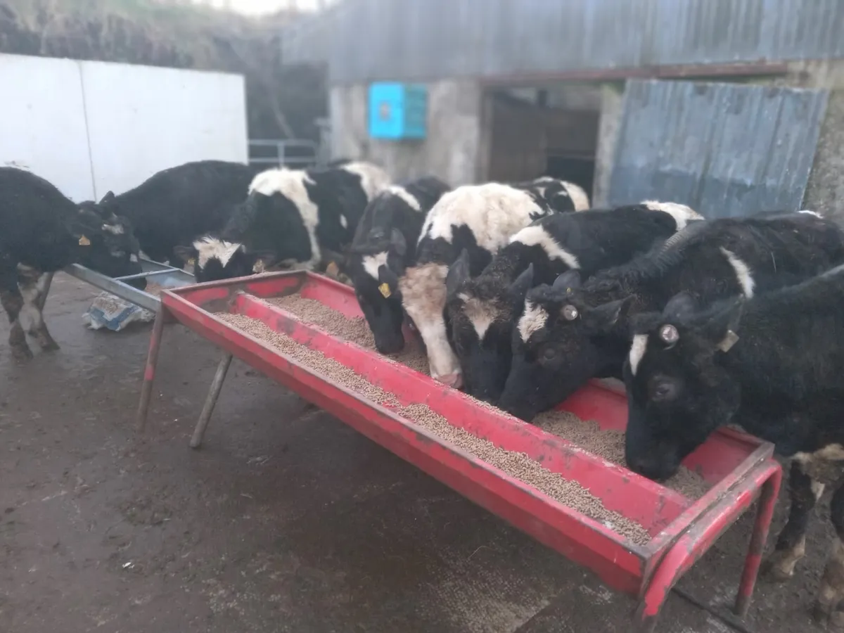 10 friesian - Image 3