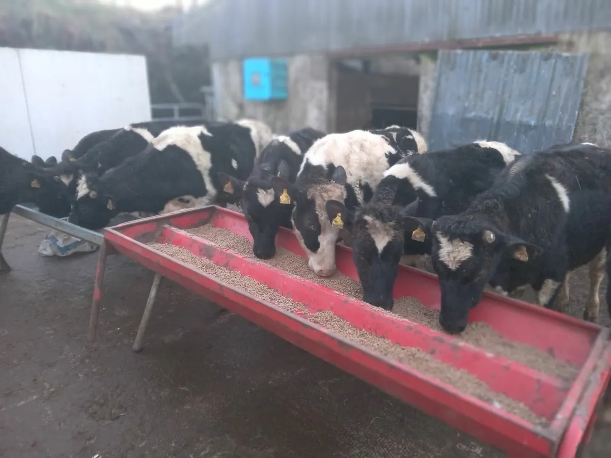 10 friesian - Image 4