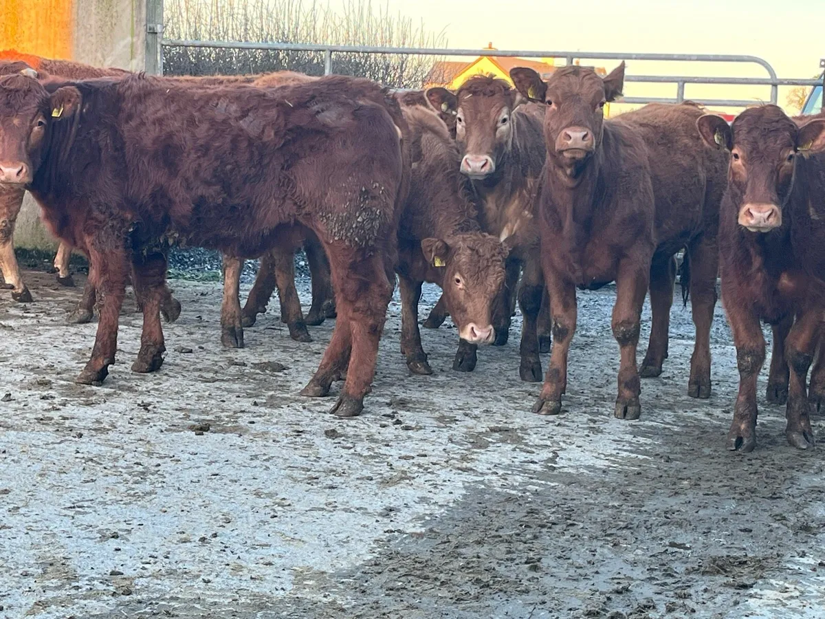 Red Limousin Heifers - Image 4