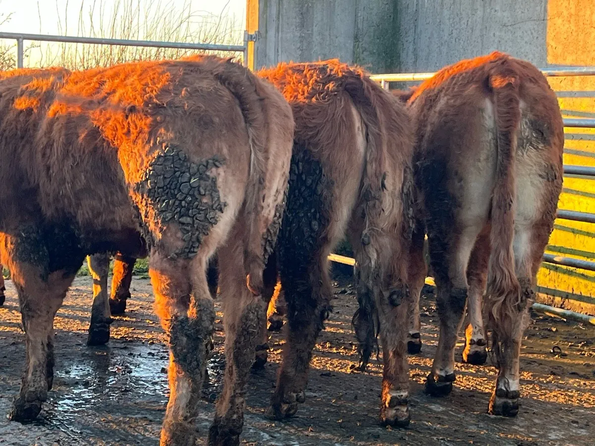 Red Limousin Heifers - Image 2