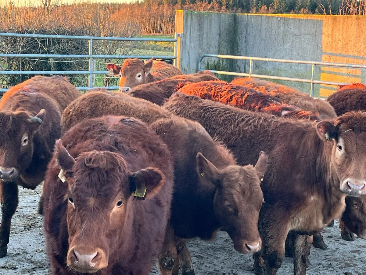 Red Limousin Heifers - Image 1