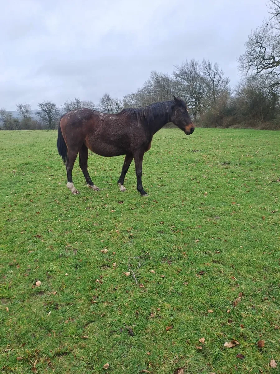 Mare in Foal - Image 2