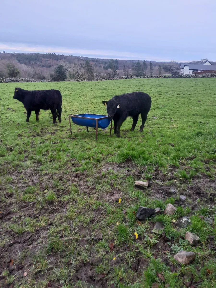 Two Weanlings - Image 1