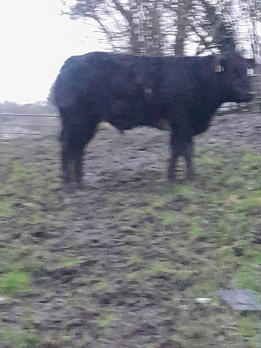 Two Weanlings - Image 2