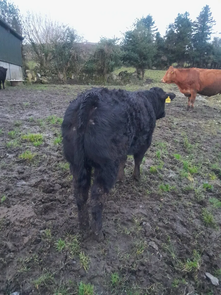 Two Weanlings - Image 3