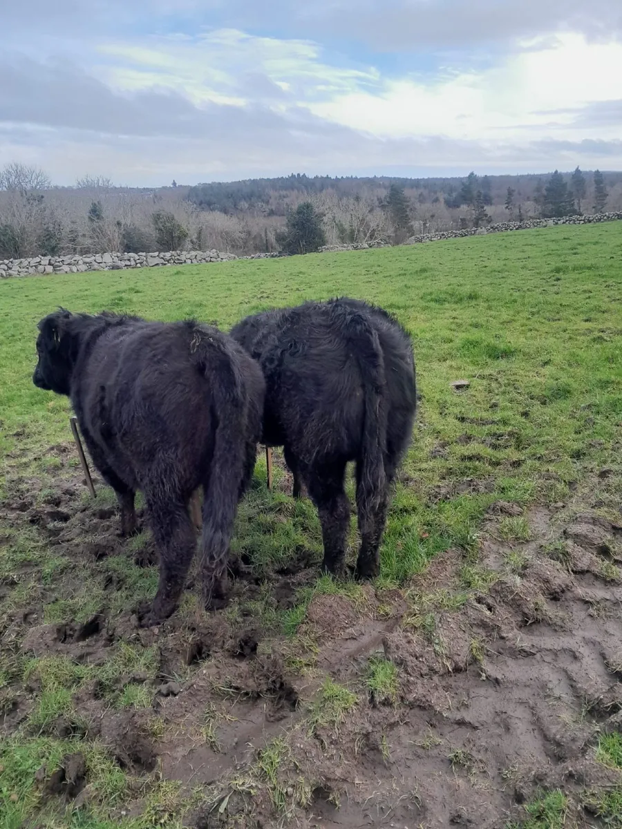 Two Weanlings - Image 4