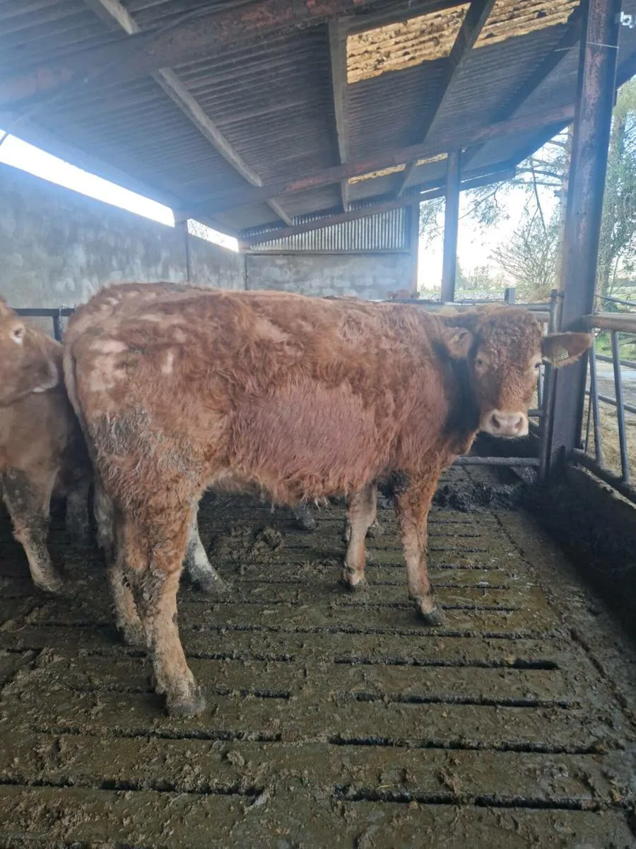 6 SPRINGERS ROSCOMON MART 17TH FEB - Image 3