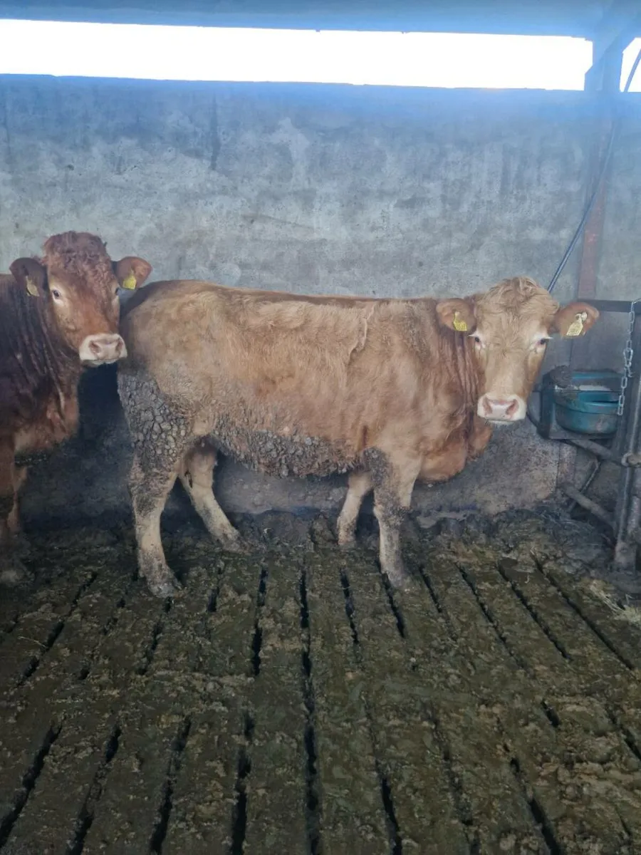 6 SPRINGERS ROSCOMON MART 17TH FEB - Image 4