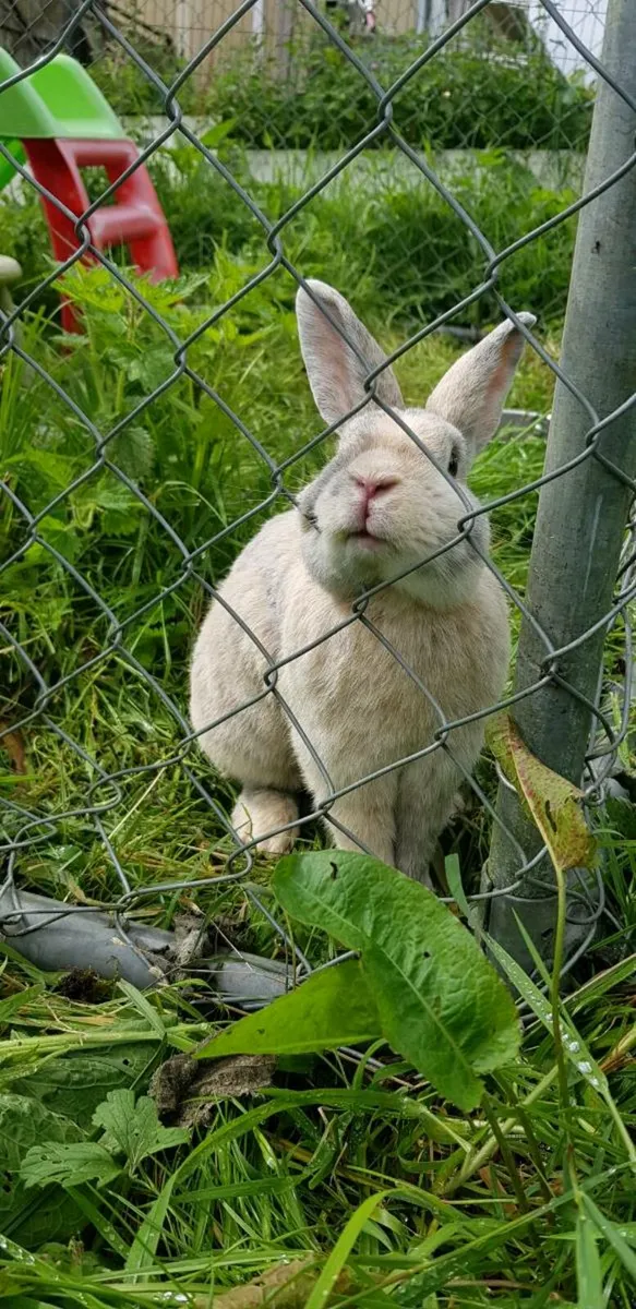 Purebred Mini lop Bunnies/rabbits - Image 1