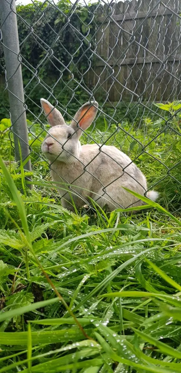 Purebred Mini lop Bunnies/rabbits - Image 2