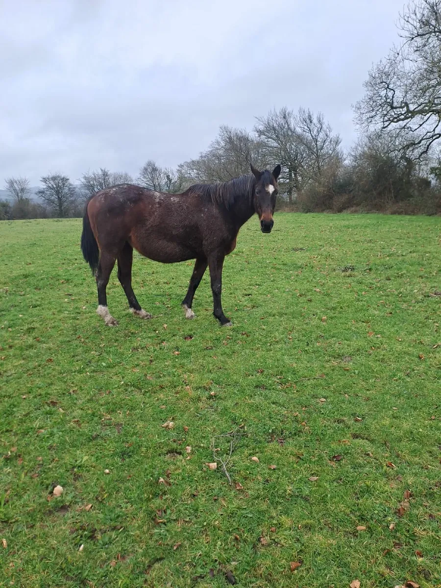 Mare in Foal - Image 3