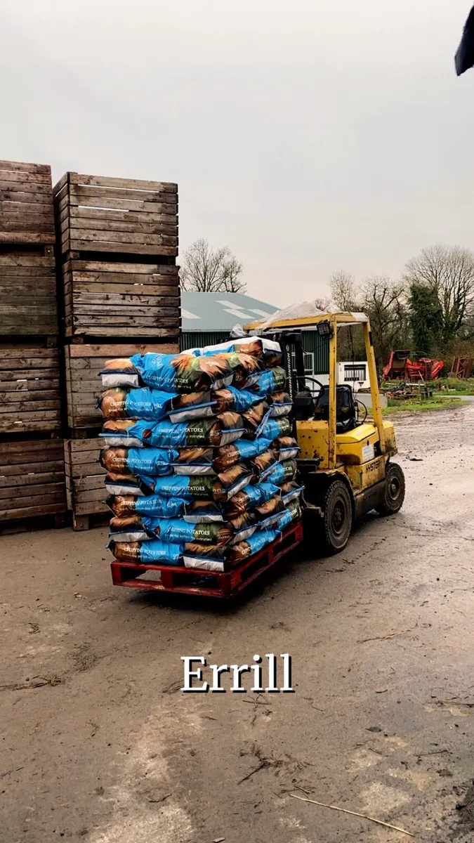 Chipping potatoes wanted - Image 3