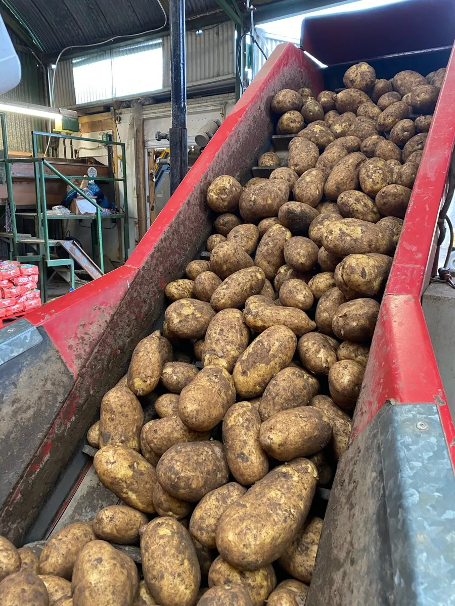 Chipping potatoes wanted - Image 4